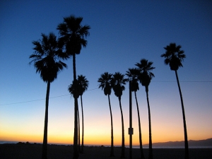 1345669_sunset_in_venice_beach.jpg