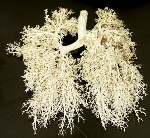 lungs